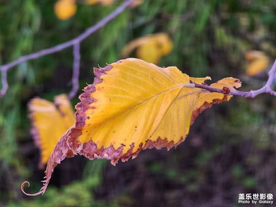 色彩斑斕的秋天