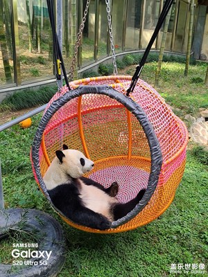 可愛的熊大和熊二