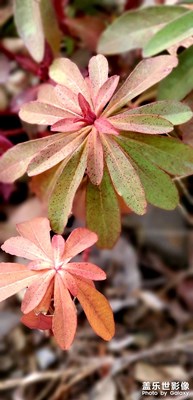 三星s10隨手記錄生活