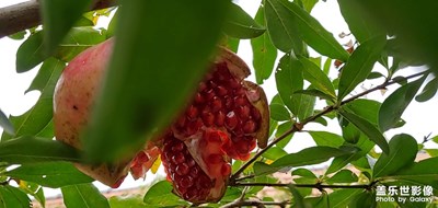 石榴樹上熟