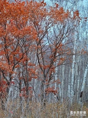 【我生活的地方】秋來(lái)