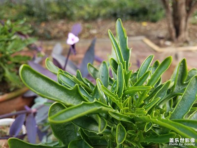 【我生活的地方】+小區(qū)內(nèi)的粗養(yǎng)花草