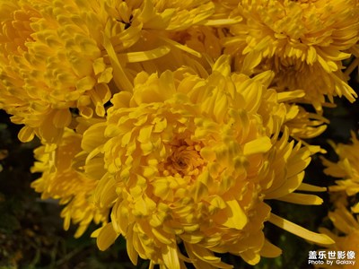 秋遇菊開(kāi)，看黃田野黃遍……