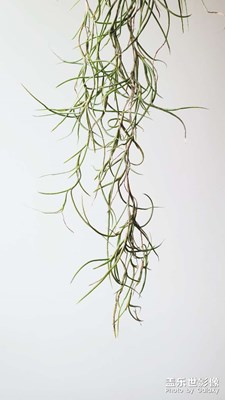 【我生活的地方】+家里的小風(fēng)景...