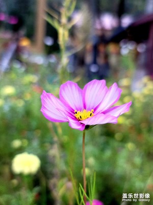 我是甘南藏族自治州瑪曲縣。