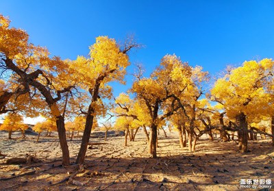 蒼天般的阿拉善之三胡楊樹
