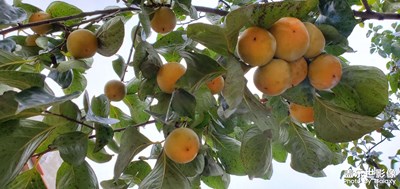 【多彩深秋】+武漢秋色