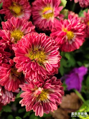 【多彩深秋】+菊