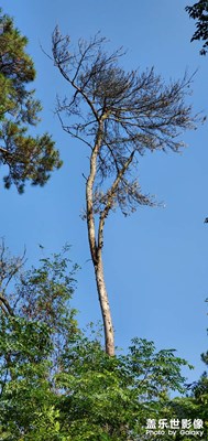 【多彩深秋】+重陽登高