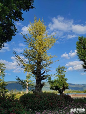 九九重陽(yáng)   云南風(fēng)景秀麗