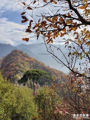 翠華山的楓葉，紅了