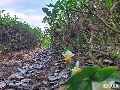 【花花世界】+各種花花草草
