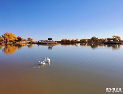 【多彩深秋】+弱水胡楊