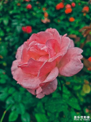 【花花世界】花的世界