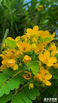 大余縣牡丹亭公園