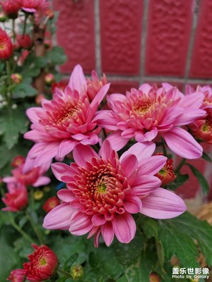 家門(mén)口小花隨拍