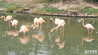 Note20 U大變焦效果還不錯(cuò)