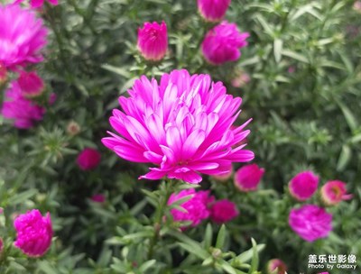 【花花世界】+花兒與蜜蜂