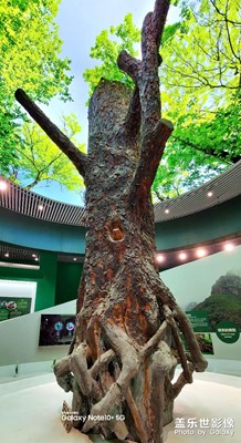 身邊的美好——植物園記