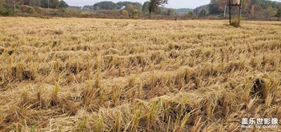 【身邊的美好】+美麗的家