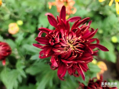 青島中山公園菊花盛開(kāi)