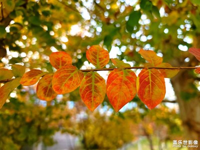 冬日一點(diǎn)色彩