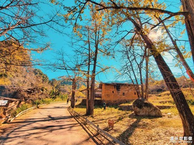 【色彩】+古銀杏