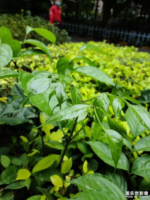 【色彩】+ 一年四季的綠