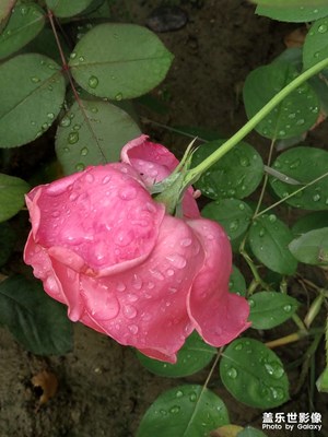 【色彩】美麗花朵