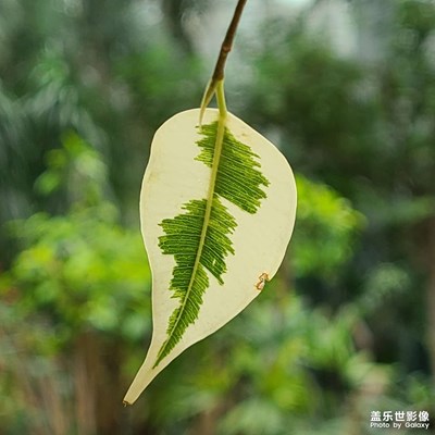 自動(dòng)模式下的3.0長(zhǎng)焦