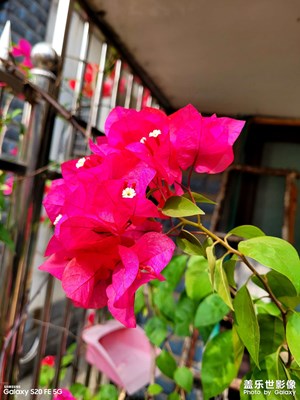 家里三角梅花開s20fe拍攝