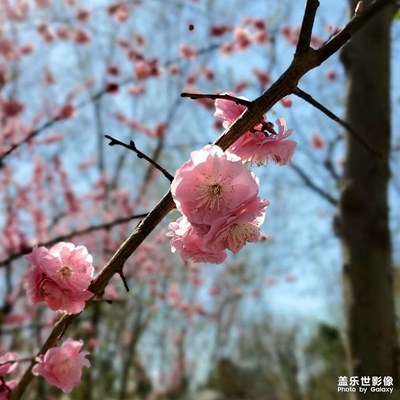 【色彩】+那些花兒