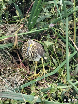 50倍變焦輕易捕捉小憨憨