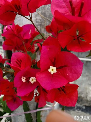 【精彩定格】身邊的景致