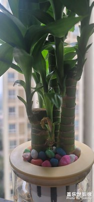 加油
