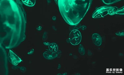 the magical creature