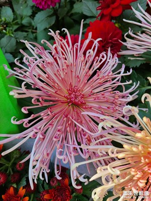 暖陽周末之昆明