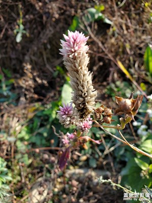 【難忘2020】冬日的小花