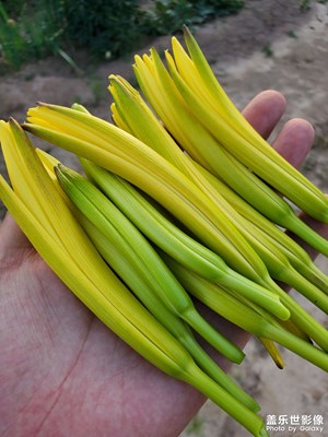 黃花菜又叫什么名呢？