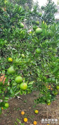 【與美好相遇】+家鄉(xiāng)印象