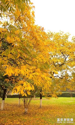 【難忘2020】+玄武湖