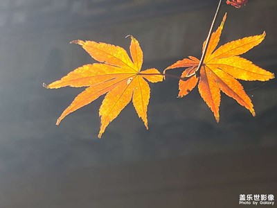 冬里最暖的色彩