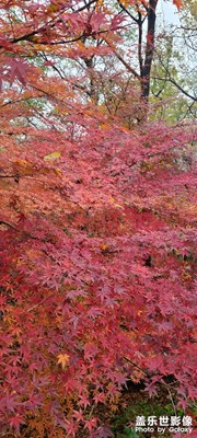 南京棲霞賞楓行