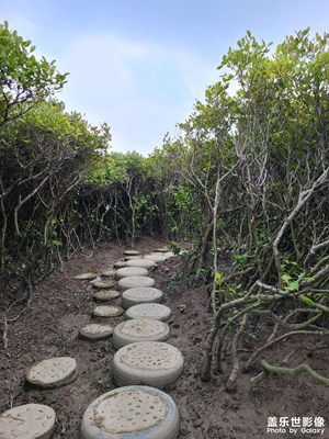 【與美好相遇】+ 湛江紅樹林