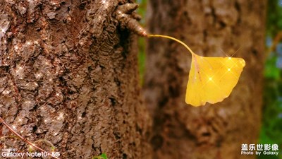 難聞2020+最后一縷紅