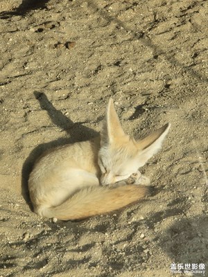 【難忘2020】和兒子一起逛動(dòng)物園