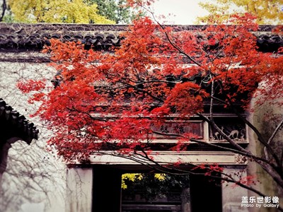 已是冬時(shí) 滿園秋意