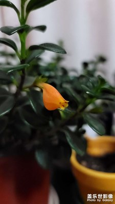 這是金魚花？