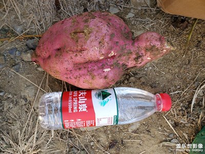 【捕捉精彩】＋自種菜地