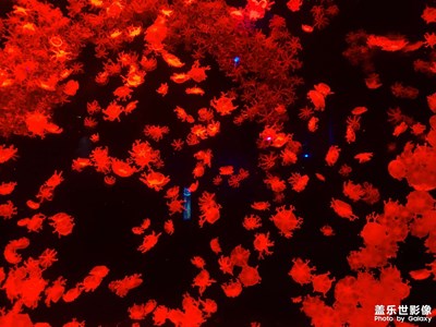 【時(shí)光】海洋王國